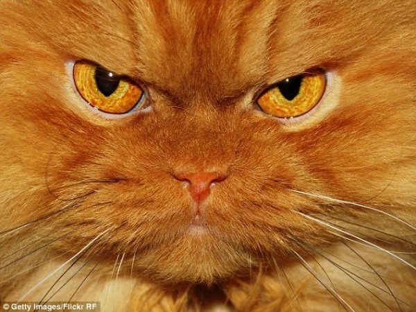 1412610471792_wps_7_Orange_cat
